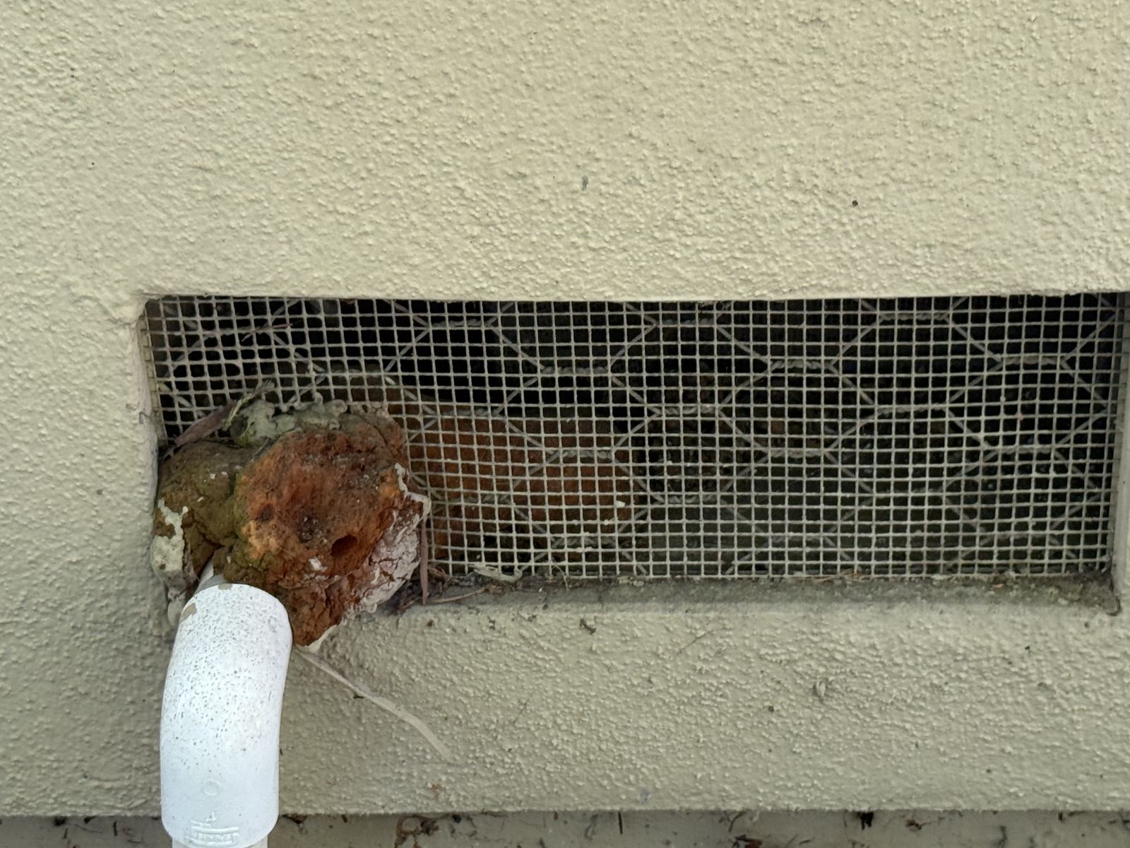 Foundation vent with fine mesh partially breached by growth around a pipe penetration
