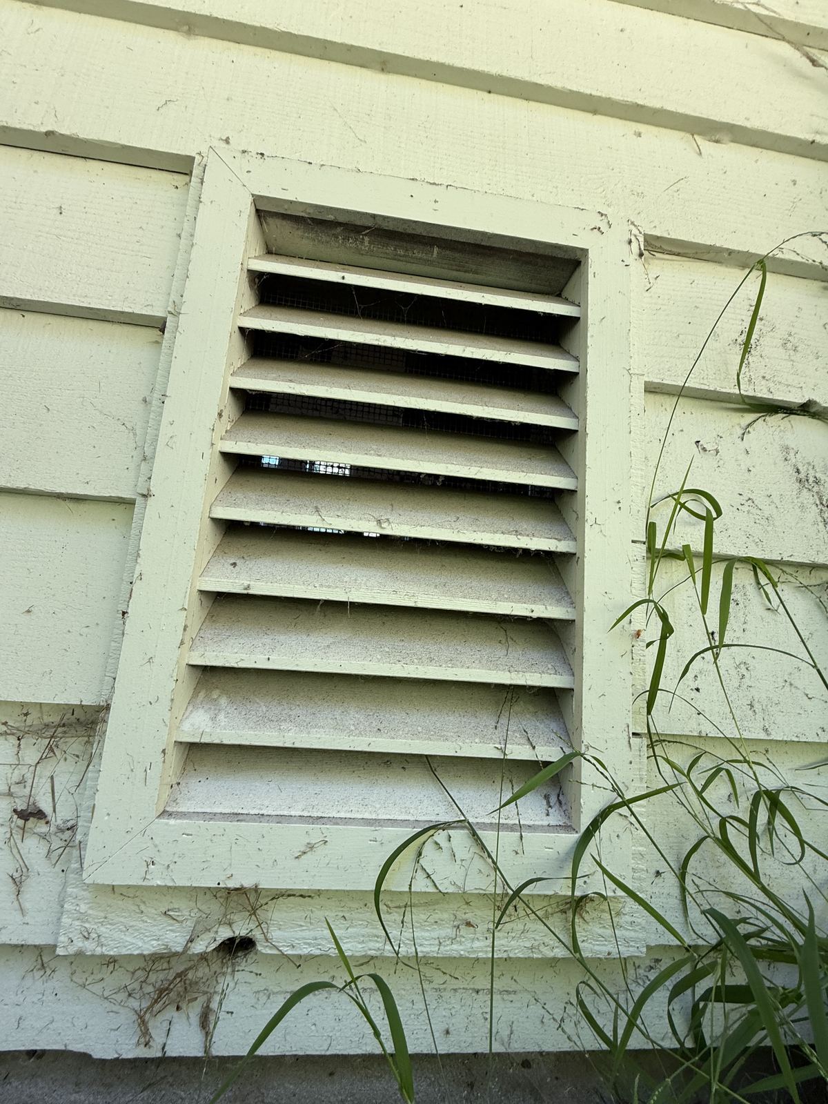 Older wooden louvered gable vent with coarse screen and tall grass growing against the wall below